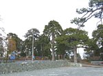 Ancient Black Pine in Troodos mountains Cyprus